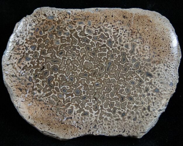 Polished Agatized Dinosaur Bone Section - #13748